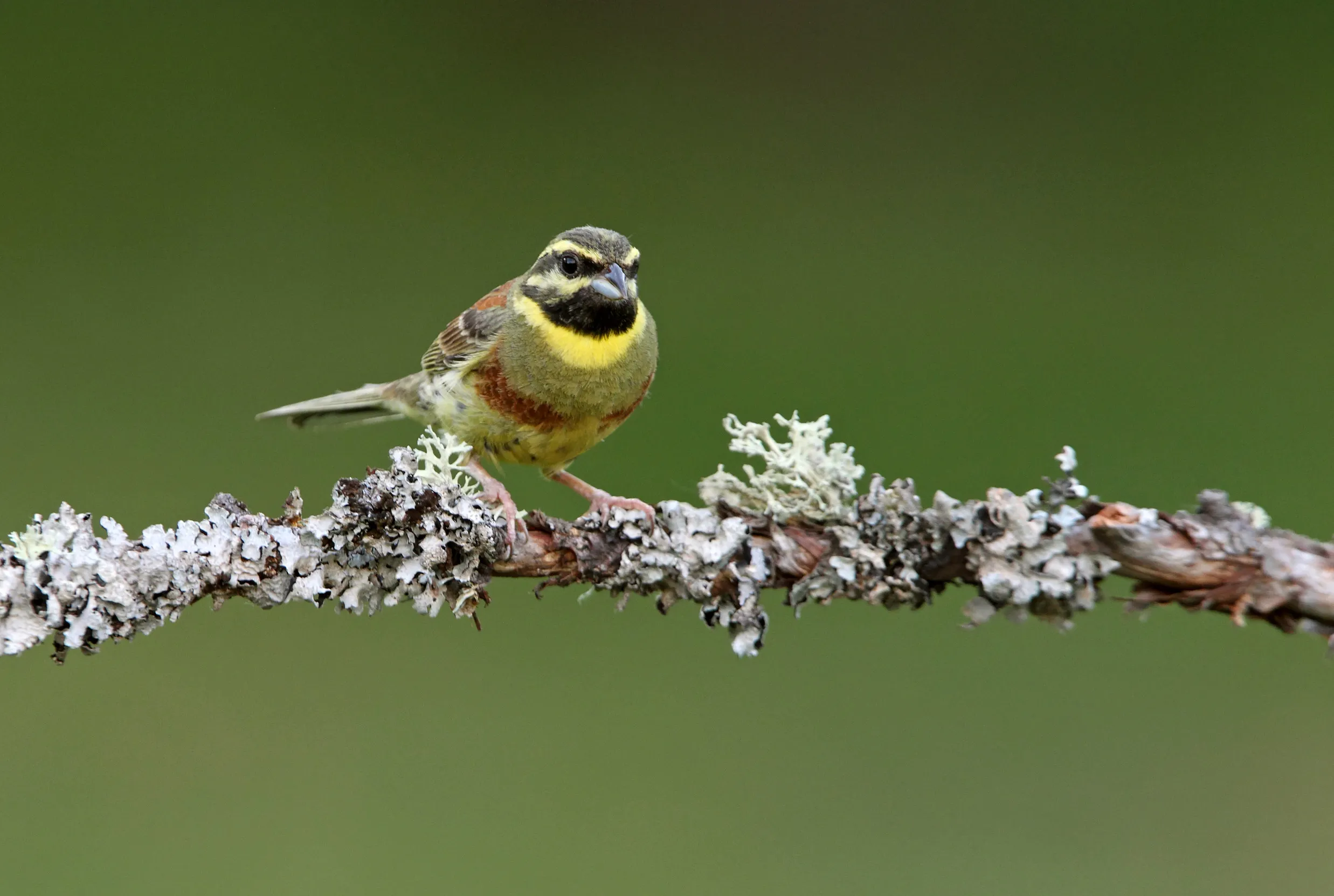 A male Cirl Bunting perched on a lichen covered branch.